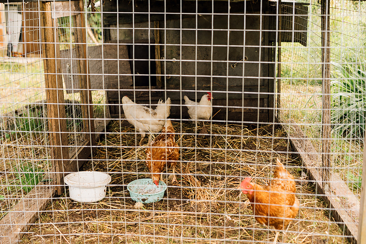 Tissu de quincaillerie 1/2 pouce 48 pouces x 100 pieds calibre 19 galvanisé à chaud après soudage rouleau de fil de poulet plante de jardin clôture en fil métallique soudé cages à lapin clôture à serpent