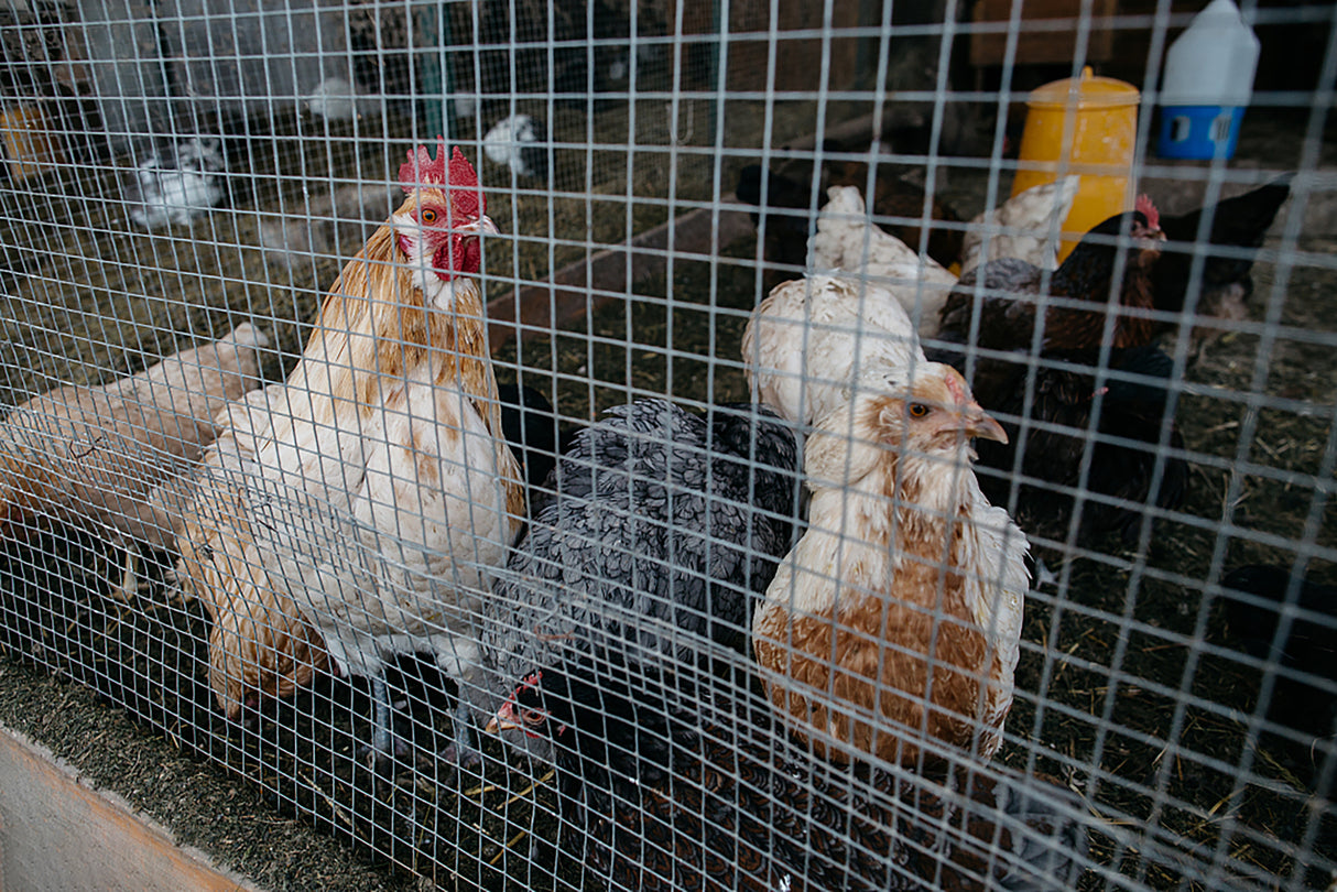 Tissu de quincaillerie 1/2 pouce 60 pouces x 100 pieds calibre 19 galvanisé à chaud après soudage fil de poulet plante de jardin rouleau de clôture en fil métallique soudé cages à lapin clôture à serpent