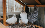 Tissu de quincaillerie 1/2 pouce 48 pouces x 100 pieds calibre 19 galvanisé à chaud après soudage rouleau de fil de poulet plante de jardin clôture en fil métallique soudé cages à lapin clôture à serpent